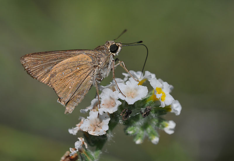 Millet skipper – LEPIDOPTERA LIBANOTICA