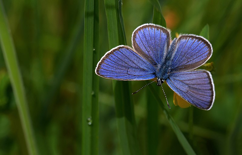 Mazarine blue | LEPIDOPTERA LIBANOTICA