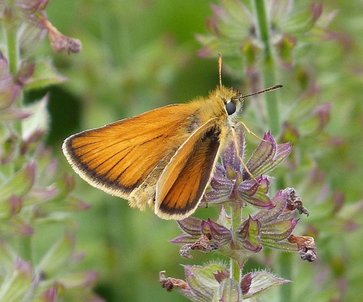 European skipper | LEPIDOPTERA LIBANOTICA